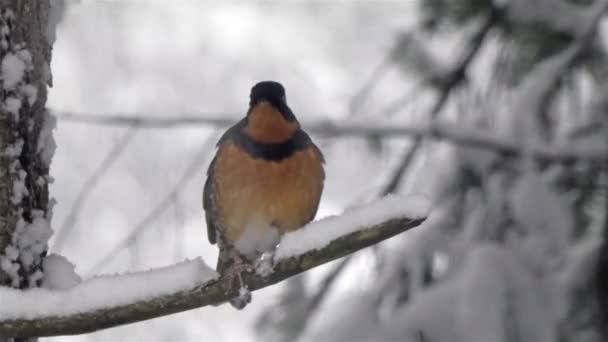 Robin zittend op tak in sneeuwstorm van de staat Washington — Stockvideo