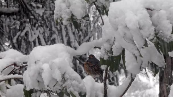 在暴风雪中树枝上的雄性知更鸟 — 图库视频影像