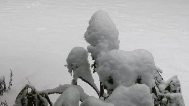 Caída de nieve ligera en una rama pensadamente cubierta — Vídeo de stock