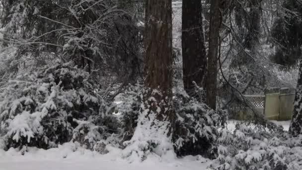 Nieve ligera cae en el bosque de pino oscuro — Vídeo de stock