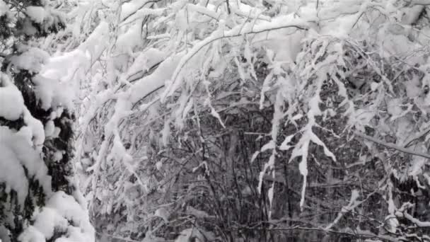 Сильный снег падает на белые ветви — стоковое видео