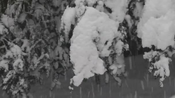 Tempesta di neve soffia neve su cespugli e alberi in inverno Washington — Video Stock