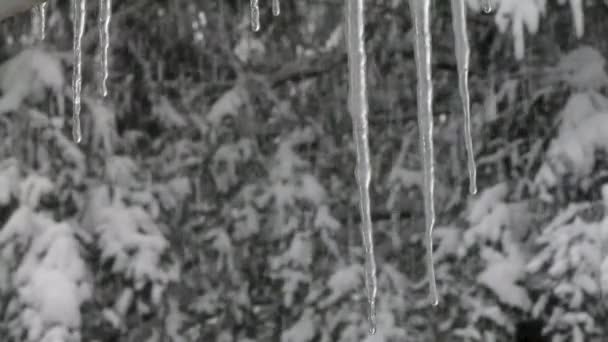 Sneeuw op bos met ijspegels in voorgrond — Stockvideo