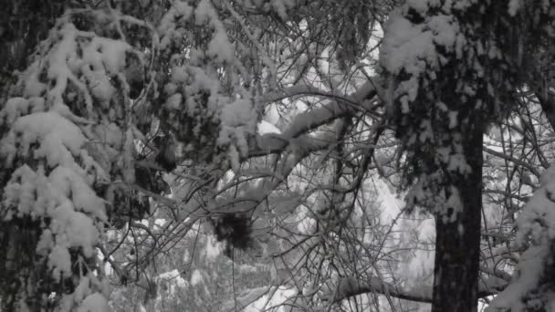 Perto de ramos como a queda de neve pesada vem abaixo no inverno — Vídeo de Stock