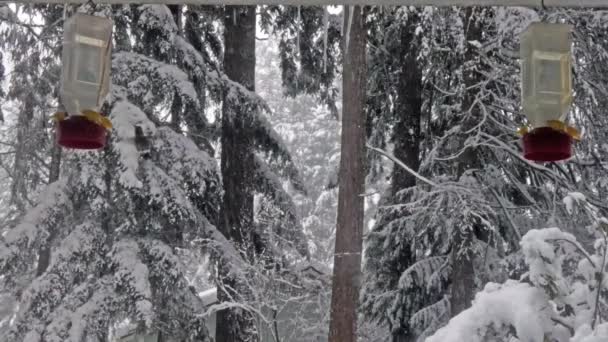 Kolibrie eet uit feeder in een sneeuwstorm — Stockvideo