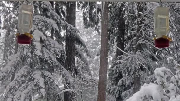 Колибри едят из кормушки во время снежной бури. — стоковое видео