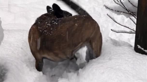 雪から赤のボールを保存するための大規模な混合品種犬再試行 — ストック動画