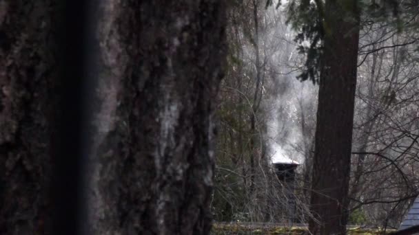 Деревянные стволы деревьев и дымоход в лесу — стоковое видео