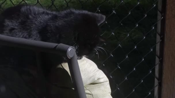 Pequeno gato preto e branco dormindo na cadeira deck — Vídeo de Stock