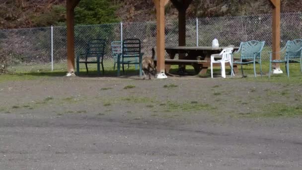 Cão fugindo do banco exterior no parque do cão — Vídeo de Stock