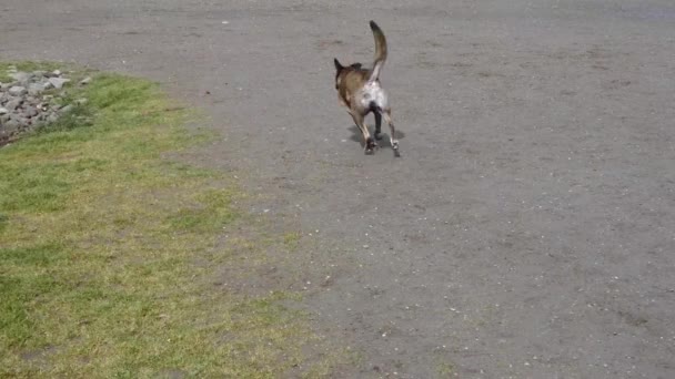 Large brindle dog running in dog park happily in sun — Stock Video