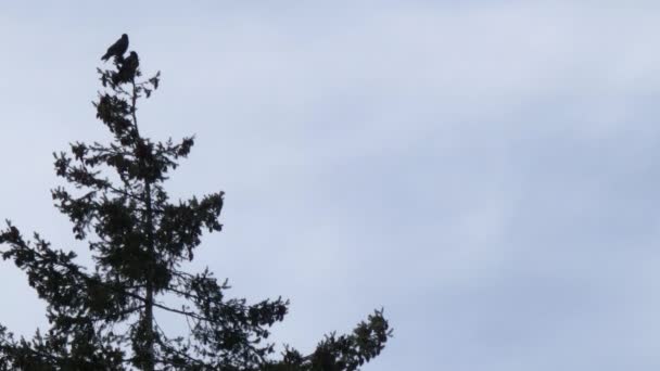 Liten grupp kråkor uppflugen ovanpå tall — Stockvideo