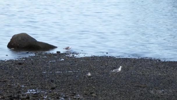 Seagull jedzenia od skalistego brzegu w pobliżu dużego głazu — Wideo stockowe