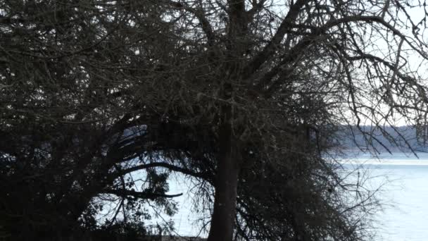 buisson nu assis devant la baie le long du son puget 