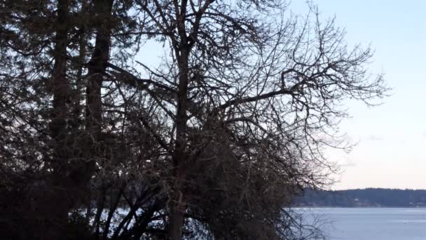 Kale takken van Bush in de winter over Puget Sound View — Stockvideo