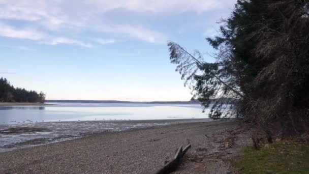 Puget sound veiw with ducks swimming in bay — Stock Video