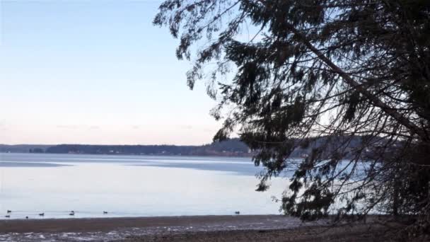 Árbol de invierno colgando sobre el sonido púbico con patos nadando en el agua — Vídeo de stock