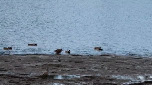 Gaviotas salpicando en el agua — Vídeos de Stock