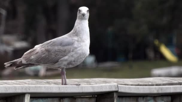 Mouette assise sur le quai près du bord de la forêt — Video