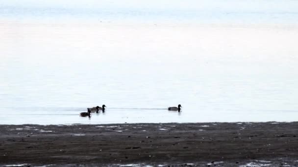 Утки плавают в воде — стоковое видео