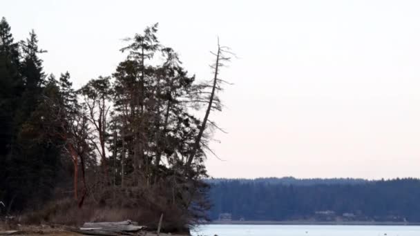 依靠海鸥和鸭子的树木斜靠在海滩上 — 图库视频影像