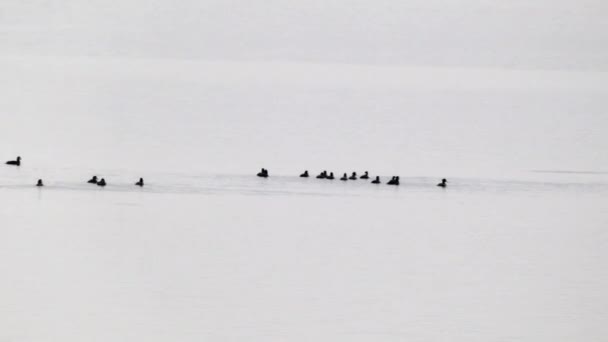 许多鸟在水中游来游去 — 图库视频影像