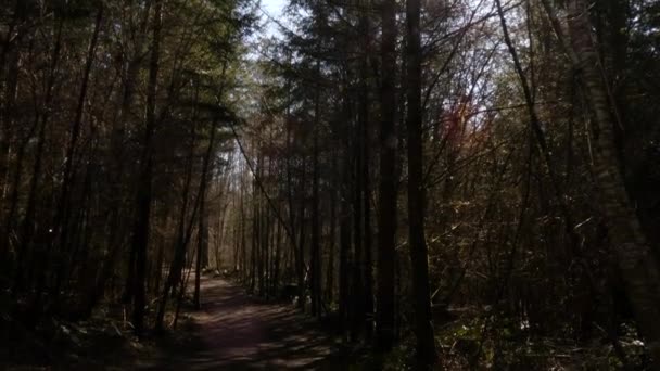 Sentier ombragé menant à travers une forêt — Video