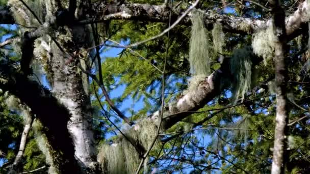 Viento que sopla a través del musgo del árbol en un bosque — Vídeo de stock