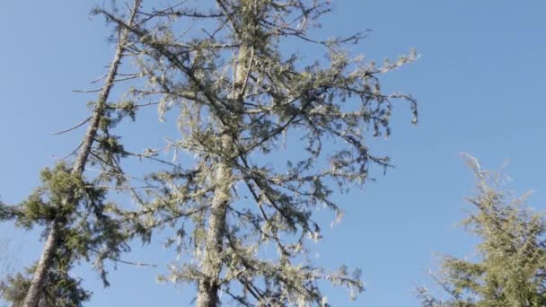 Pomalé zvětšování na vrcholu stromu — Stock video
