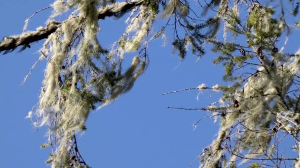 Moos hängt an einem Baum — Stockvideo