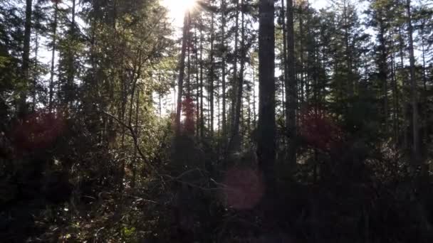 Árvores altas bloqueando a luz solar — Vídeo de Stock
