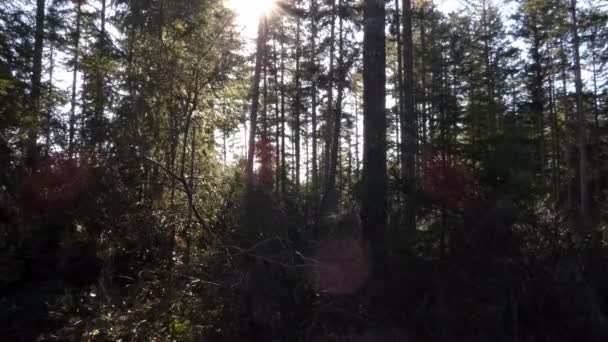 grands arbres bloquant la lumière du soleil 