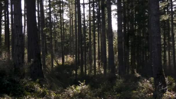 Dark forest with tall trees — Stock Video