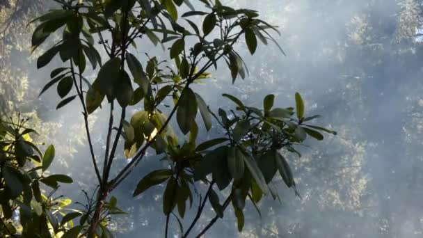 Fumée autour d'un buisson — Video