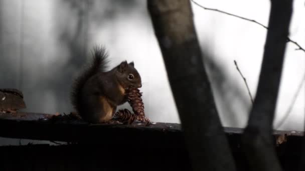 Bolyhos kis mókus a kerítésen — Stock videók
