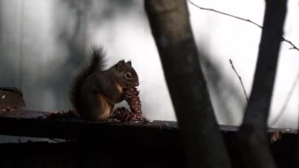 Pequeña ardilla esponjosa en una valla — Vídeo de stock