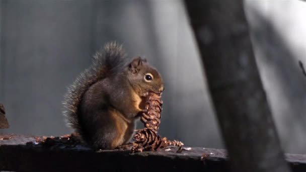 Σκίουρος τρώγοντας ένα κουκουνάρι — Αρχείο Βίντεο