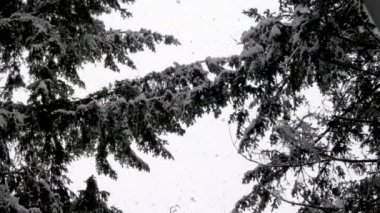 orman ağacı dalları üzerinde düşen ağır kar fırtınası