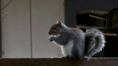 gri sincap çit gıda çiğneme oturur