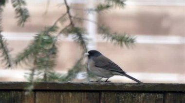 koyu gözlü Junco ahşap çit üzerinde oturuyor