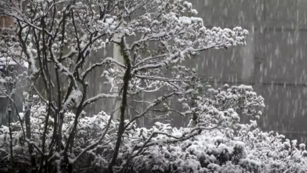 Neve fresca leve caindo no arbusto delicado azulado — Vídeo de Stock