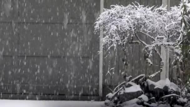 Delicado arbusto en la nieve creciendo en el garaje en invierno — Vídeo de stock