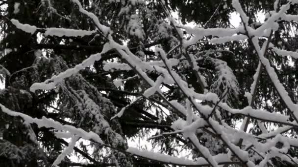 Nieve de finales de invierno cayendo en cerezo dorment — Vídeos de Stock