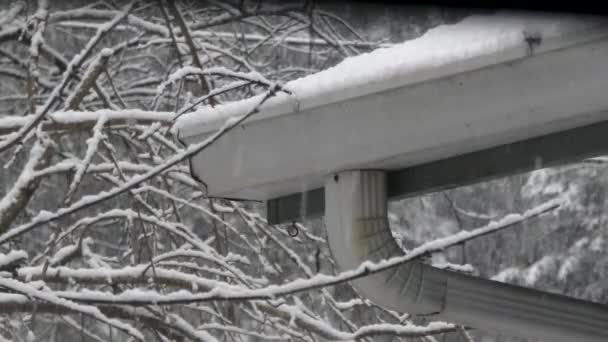 Nieve cayendo en caseta desgastada cerca del árbol — Vídeo de stock