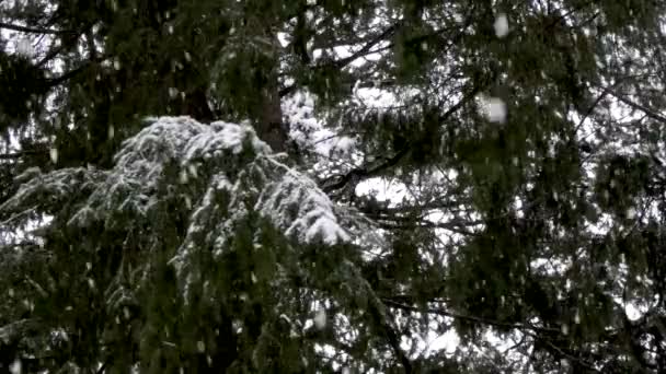 Grönt av tallar blir sakta täckt av snö med storm — Stockvideo