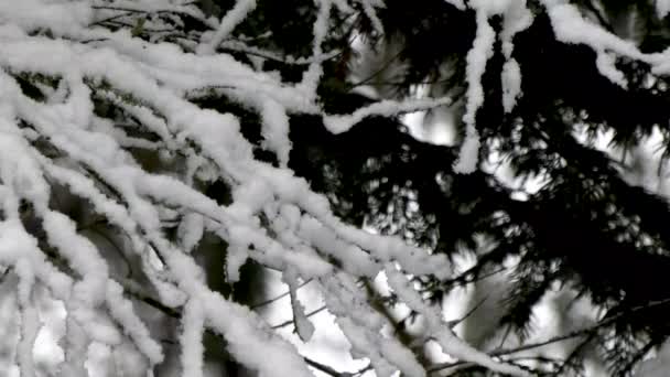 Контрастний детальний знімок снігу падає на гілки — стокове відео