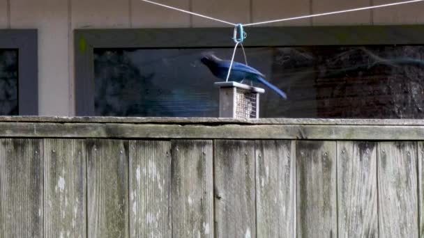 Aves de color azul brillante comen alimentos de alimentador colgante — Vídeo de stock