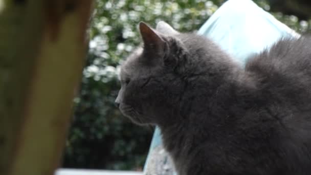Gri kedi bahçede oturan etrafında bakıyor — Stok video