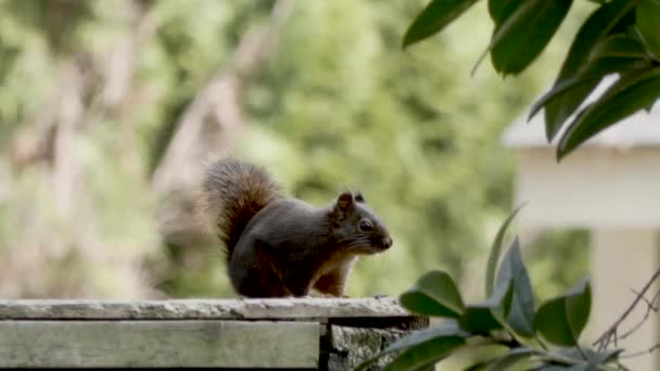 Pequeña ardilla roja se sienta en la cerca mirando a su alrededor — Vídeos de Stock