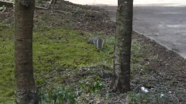 Ardilla excavando en el césped alrededor del patio en busca de comida — Vídeo de stock